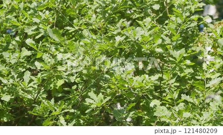 Sun Beautifully Illuminates Green Tops Of Tall Beech Trees In Forest Clearing. Green Trees Top Forest Sun Beams Shining Through Leaves. 121480209