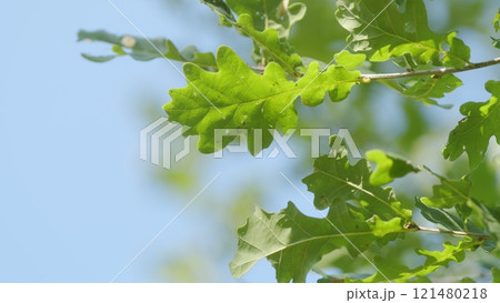 Green Healthy Oak Clearly Visible Foliage And Branches. Sun Shining Through Green Oak Leaves. Tree In Forest. Majestic Sight Of A Big And Beautiful Green Oak. 121480218