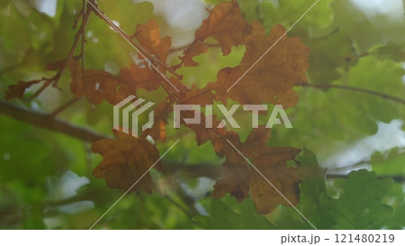 Dry Oak Leaf In Forest On A Tree Branch. Beautiful Nature Scene. Oak Autumn Leaves On Branch. Dry Oak Leaf In Forest On A Tree Branch. Beautiful Nature Scene. Oak Autumn Leaves On Branch. 121480219