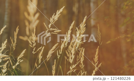 Dry Reed Outdoor In Light Pastel Colors. Stalks Blowing In Wind At Golden Sunset Light. Beautiful Concept With Neutral Colors. 121480226