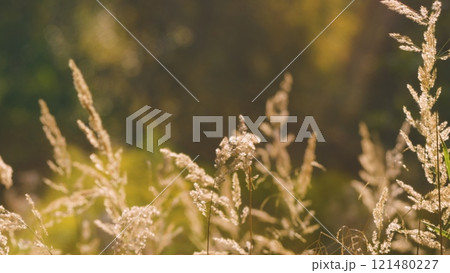 Dry Reeds On Shore Of Lake At Sunset. Beige Branches Of Pampas Grass With Dry Flowers. Dry Reed Bending Over Water. 121480227