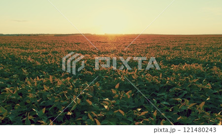Field Of Green Soybeans. Soybean Pods On Plant. Agricultural Soy Plantation Background. Green Cultivated Soy Bean Plants In Field. 121480243