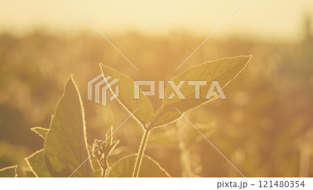 Agriculture Concept. Soybean Growing Vegetables Plant Care. Agriculture Plantation Business Farm Concept. 121480354