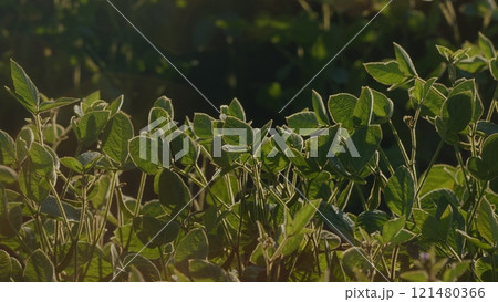 Business Agriculture Concept. Soybean Soy Field. Bio Lifestyle Farm. Soybean Cultivation. Agricultural Scene. 121480366