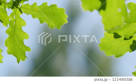 Oak Leaves And Pine Branches Against Blue Sky. Bright Green Leaf In Spring Nature. Green Oak Foliage In Sunny Weather In Spring Park. Gimbal shot. Oak Leaves And Pine Branches Against Blue Sky. Bright Green Leaf In Spring Nature. Green Oak Foliage In Sunny Weather In Spring Park. Gimbal shot. 121480386