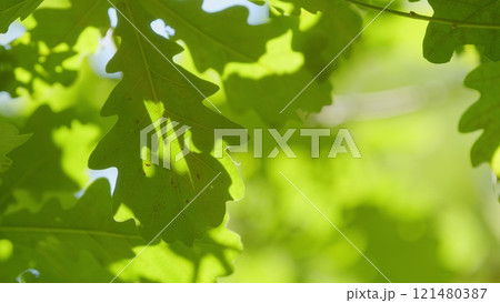 Autumn Foliage Background. Leaves In Park. Autumn Leaves On Tree Lit By Sun Light. Close up. Gimbal shot. Autumn Foliage Background. Leaves In Park. Autumn Leaves On Tree Lit By Sun Light. Close up. Gimbal shot. 121480387
