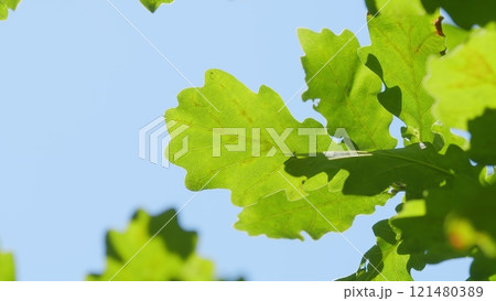 Young Green Leaves Of An Oak Tree Against Sky. Oak In Hot Summer Season. Leaves Of An Oak Tree Illuminated By Scenic Sunlight. Natural Foliage In Summer Forest. Gimbal shot. 121480389