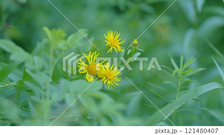Pentanema Salicinum. Yellow Flower In Sun Ray On A Green Background. Wild Meadow Flowers Blossoming In Summer. Gimbal shot. 121480407