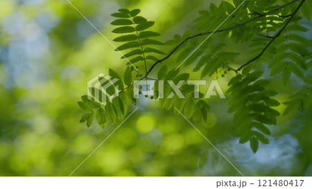 Fresh Green Leaves On A Tree Sway In Wind. Summer Sun Tree Branch Background Nature Landscape. Spring In European Nature. Fresh Green Leaves On A Tree Sway In Wind. Summer Sun Tree Branch Background Nature Landscape. Spring In European Nature. 121480417