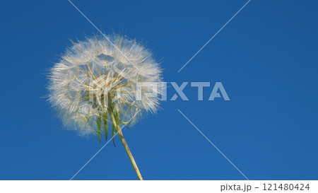 Dreaming Concept. Dandelion Seeds In Morning Sunlight On A Fresh Green Background. Dandelion Sway In Wind Field. Dreaming Concept. Dandelion Seeds In Morning Sunlight On A Fresh Green Background. Dandelion Sway In Wind Field. 121480424
