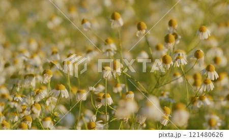 White Blooming Chamomile Flowers Summer Field Meadow. Environment Or Ecosystem Concept. Chamomile Flowers Field With Green Grass Against Blue Sky. Gimbal Stabilize. 121480626