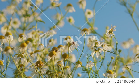 White In A Green Field. Chamomile Flowers In Pasture. Beautiful Common Chamomile. Concept Of Biology And Fauna Or Environment. Gimbal shot. White In A Green Field. Chamomile Flowers In Pasture. Beautiful Common Chamomile. Concept Of Biology And Fauna Or Environment. Gimbal shot. 121480644