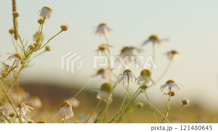Field Of White In Wind Swaying. Gardening Concept. Sense Peace And Natures Beauty. Meadow Summer Flora Background. Gimbal shot. 121480645