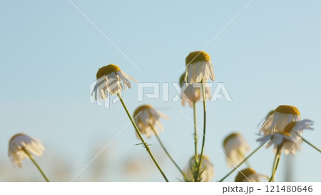 Chamomile Field Flowers. Field Of White In Wind Swaying. Flowering Meadow With Chamomile Flowers And Herbs. Gimbal shot. Chamomile Field Flowers. Field Of White In Wind Swaying. Flowering Meadow With Chamomile Flowers And Herbs. Gimbal shot. 121480646