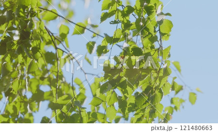 Beautiful Sunlight In Forest. Deciduous Trees In A Mixed Forest In Spring Season. Concept Nature Or Oxygen, Climate Change. Steadicam Shot. 121480663