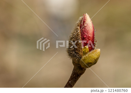 beautiful magnolia flowers with water droplets 121480760