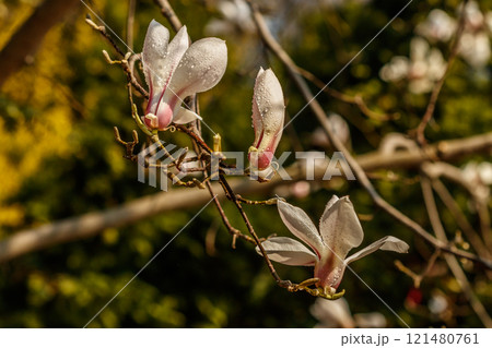 beautiful magnolia flowers with water droplets 121480761