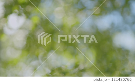 Forest Is A Natural Resource And Place For Recreation. Rich Green Leaves Of A Tree Waving. Travel Vacation Nature Concept. Bokeh. 121480766