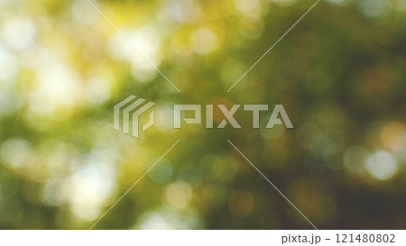 Green Trees Nature Forest Background. Sun Rays Sun Shining Break Through Foliage Rich Green Leaves Tree Waving In Wind. Beautiful Flare Of Light. Gimbal shot. 121480802