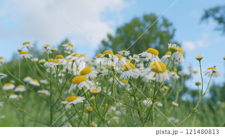 Summer Field With Chamomile. Chamomile Flowers On A Summer Meadow In Nature. Blooming White Flower In Grass Background Illuminated By Evening Sun. Slow motion. Summer Field With Chamomile. Chamomile Flowers On A Summer Meadow In Nature. Blooming White Flower In Grass Background Illuminated By Evening Sun. Slow motion. 121480813