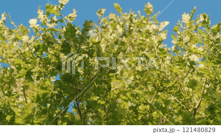 Young Green Leaf On Tree Branch In Spring. Warm Spring Day. Branch With Fresh New Leaves. Slow motion. 121480829