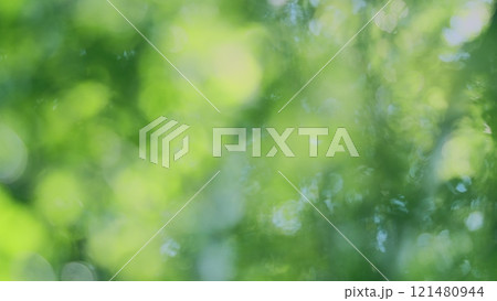 Foliage Of Magnificent Green Tree. Lush Green Foliage And Afternoon Sun. Walking Through Forest With Large Green Trees. Bokeh. Foliage Of Magnificent Green Tree. Lush Green Foliage And Afternoon Sun. Walking Through Forest With Large Green Trees. Bokeh. 121480944