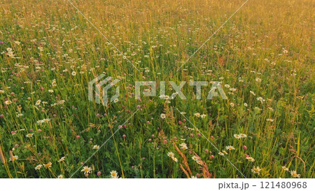 Blooming White Clover, Chamomile Field And Other Wildflowers Waving In Wind. Wild Green Grass Meadow Blowing In Wind. Gardening Concept. Natural Background. Gimbal shot. 121480968