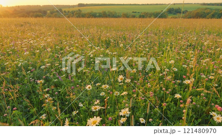 Chamomile In Nature. White Daisy And Pink Clovers Flowers Field Meadows. Wild Daisy Flowers Growing On Meadow. Natural Landscape With Summer Flowers. Moves slowly. Chamomile In Nature. White Daisy And Pink Clovers Flowers Field Meadows. Wild Daisy Flowers Growing On Meadow. Natural Landscape With Summer Flowers. Moves slowly. 121480970