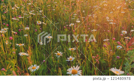 Chamomile Delicate White Flowers And Pink Clovers. Chamomile Flowers Field With Green Grass. Wild Chamomile And Clovers Flowers Growing On Meadow. European Meadows In Sunlight. Gimbal Stabilize. Chamomile Delicate White Flowers And Pink Clovers. Chamomile Flowers Field With Green Grass. Wild Chamomile And Clovers Flowers Growing On Meadow. European Meadows In Sunlight. Gimbal Stabilize. 121480978