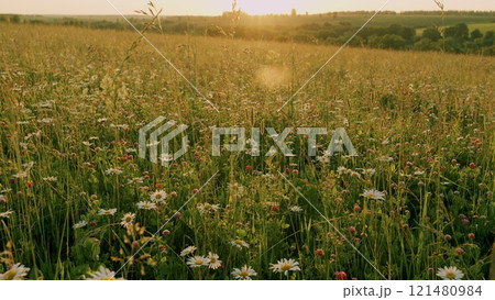 Field Of Clovers And Chamomile Flowers. Spring Flowers And Biology Concept. Natural Landscape With Summer Flowers. White Chamomiles On Green Grass Background. Close Up. Field Of Clovers And Chamomile Flowers. Spring Flowers And Biology Concept. Natural Landscape With Summer Flowers. White Chamomiles On Green Grass Background. Close Up. 121480984