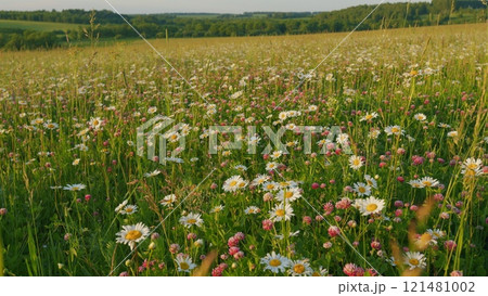 Wild Field Flowers. Common Daisy. Daisy And Clovers Flowers On Green Meadow. Wild Flowers Chamomiles Blossoming On Meadow. Chamomile Flowers Field At Sunset Evening. Slow motion. 121481002