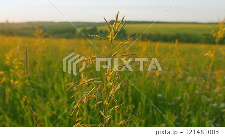 Tall Green Grass Moving In Wind. Meadow Tall Grass And Wild Flowers In Sunlight. Beautiful Green And Tall Grass Grows In Meadow. Gimbal Stabilize. 121481003