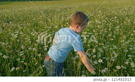 Little Boy In A Daisy Field. Cute Little Boy Playing With Flower In Blossom Meadow. Child Picks Wildflowers In A Field. Close Up. Little Boy In A Daisy Field. Cute Little Boy Playing With Flower In Blossom Meadow. Child Picks Wildflowers In A Field. Close Up. 121481013
