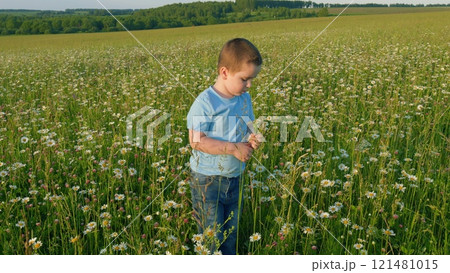 Little Boy In A Daisy Field. Cute Little Boy Playing With Flower In Blossom Meadow. Child Picks Wildflowers In A Field. Gimbal shot. Little Boy In A Daisy Field. Cute Little Boy Playing With Flower In Blossom Meadow. Child Picks Wildflowers In A Field. Gimbal shot. 121481015