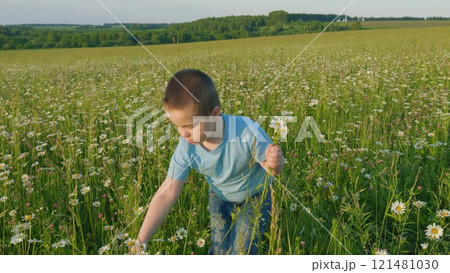 Cute Little Boy Picks Flowers In A Field On A Background Of Bright Sunset Sky. Field With Daisies. Gimbal Stabilize. Cute Little Boy Picks Flowers In A Field On A Background Of Bright Sunset Sky. Field With Daisies. Gimbal Stabilize. 121481030