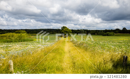 Beautiful landscape green field with flowers and sky with clouds. Sky before the rain. 121481280