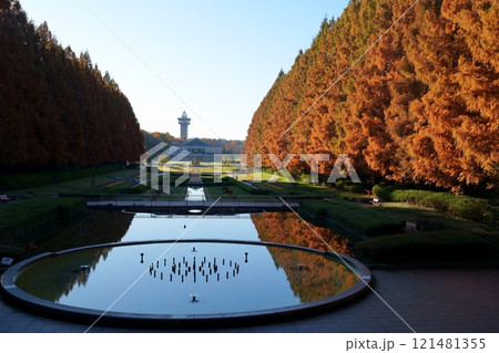 メタセコイアの紅葉 メタセコイアの紅葉 121481355