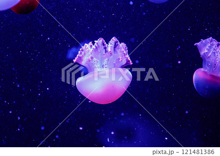 macro of a beautiful jellyfish catostylus mosaicus macro of a beautiful jellyfish catostylus mosaicus 121481386