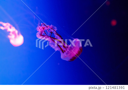 macro of a beautiful jellyfish chrysaora lactea 121481391