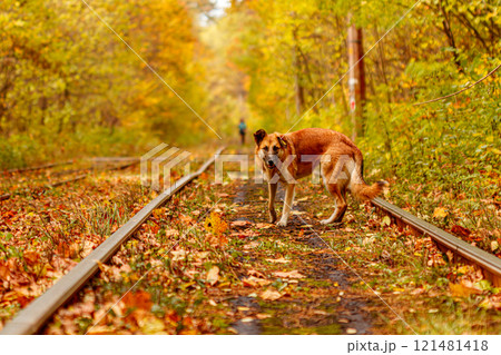 Autumn forest through which an old tram rides (Ukraine) and red dog Autumn forest through which an old tram rides (Ukraine) and red dog 121481418