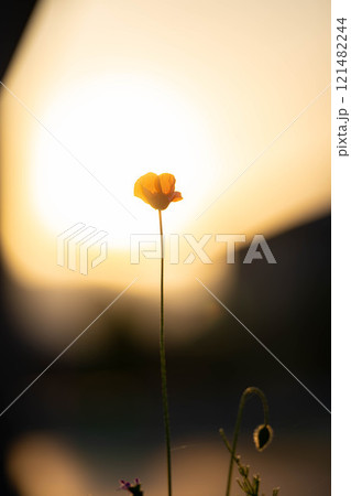 【花素材】初夏に咲くひなげしの花【長野県】 【花素材】初夏に咲くひなげしの花【長野県】 121482244