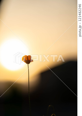 【花素材】初夏に咲くひなげしの花【長野県】 【花素材】初夏に咲くひなげしの花【長野県】 121482246