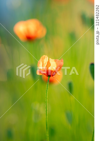 【花素材】初夏に咲くひなげしの花【長野県】 【花素材】初夏に咲くひなげしの花【長野県】 121482262