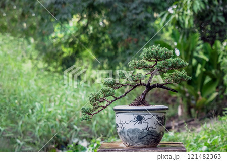 juniper pine bonsai in a ceramic pot on nature background 121482363