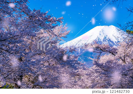 【桜吹雪】忍野村の桜と富士山と桜吹雪【山梨県】 121482730