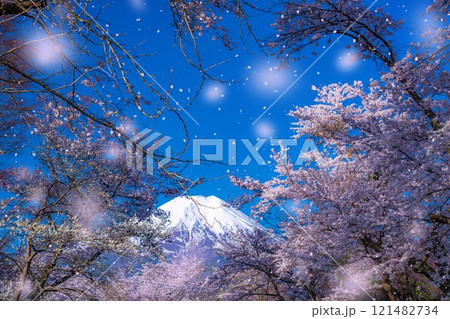 【桜吹雪】忍野村の桜と富士山と桜吹雪【山梨県】 121482734