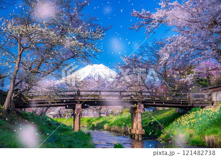 【桜吹雪】忍野村の桜と富士山と桜吹雪【山梨県】 121482738