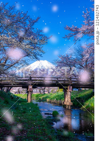【桜吹雪】忍野村の桜と富士山と桜吹雪【山梨県】 【桜吹雪】忍野村の桜と富士山と桜吹雪【山梨県】 121482743