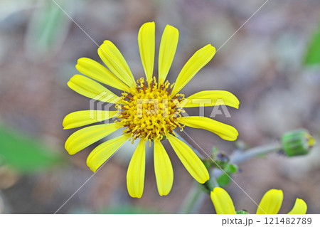 黄色いツワブキの花(冬、十二月) 黄色いツワブキの花(冬、十二月) 121482789