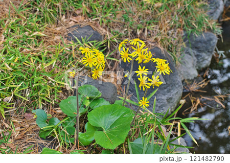 黄色いツワブキの花(冬、十二月) 黄色いツワブキの花(冬、十二月) 121482790